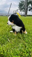 Roman, a male Bernese Mountain Dog for sale in Goshen, IN – 6 of 8