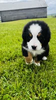 Roman, a male Bernese Mountain Dog for sale in Goshen, IN – 8 of 8