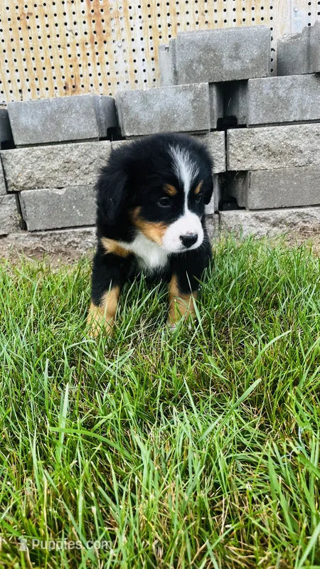 Zermatt – Bernese Mountain Dog puppy for sale in Goshen, IN