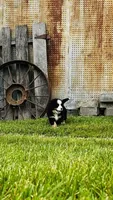 Remington, a male Bernese Mountain Dog for sale in Goshen, IN – 4 of 10
