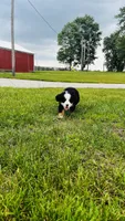 Bennett, a male Bernese Mountain Dog for sale in Goshen, IN – 8 of 10