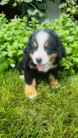 Rami, a male Bernese Mountain Dog for sale in Goshen, IN – 8 of 9