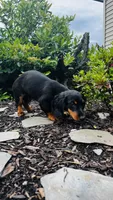 Zander, a male Miniature Dachshund for sale in Goshen, IN – 7 of 10
