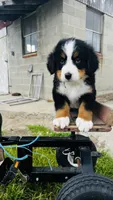 Harrison, a male Bernese Mountain Dog for sale in Goshen, IN – 2 of 10