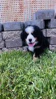 Remington, a male Bernese Mountain Dog for sale in Goshen, IN – 7 of 10