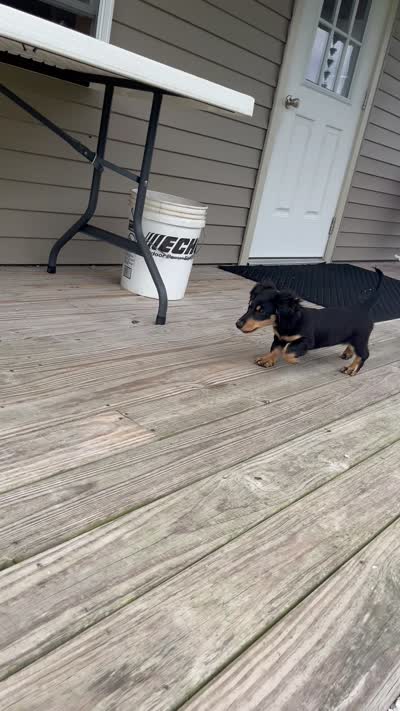 Jasher, a male Miniature Dachshund for sale in Goshen, IN – 7 of 7