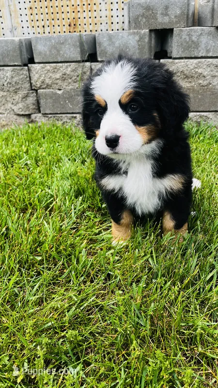 Remington – Bernese Mountain Dog puppy for sale in Goshen, IN