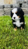 Remington, a male Bernese Mountain Dog for sale in Goshen, IN – 1 of 10