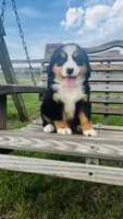 Heidi, a male Bernese Mountain Dog for sale in Goshen, IN – 2 of 10