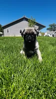 Jade, a female Pug for sale in Goshen, IN – Photo 8 of 10