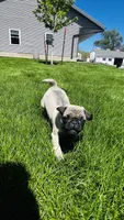 Jade, a female Pug for sale in Goshen, IN – Photo 9 of 10