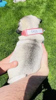 Jade, a female Pug for sale in Goshen, IN – Photo 10 of 10