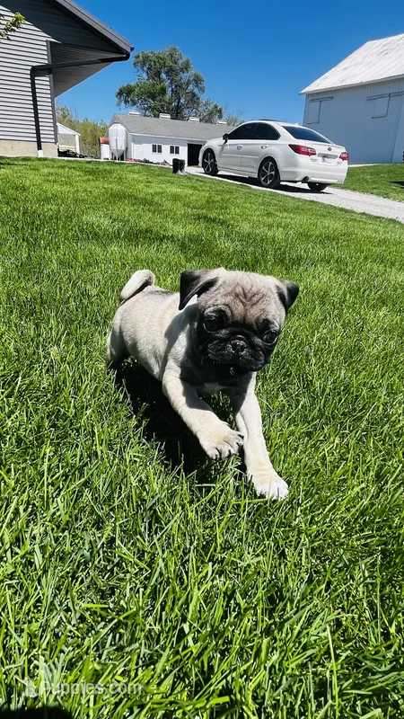 Jade – Pug puppy for sale in Goshen, IN