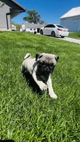 Jade, a female Pug for sale in Goshen, IN – Photo 1 of 10