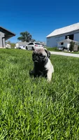 Jade, a female Pug for sale in Goshen, IN – Photo 5 of 10