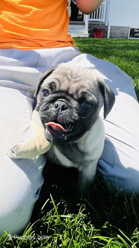 Jade – Pug puppy for sale in Goshen, IN