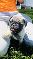 Jade, a female Pug for sale in Goshen, IN – Photo 2 of 10