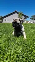 Jade, a female Pug for sale in Goshen, IN – Photo 6 of 10