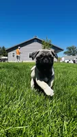Jade, a female Pug for sale in Goshen, IN – Photo 4 of 10