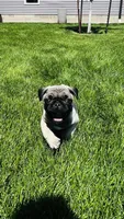 Jade, a female Pug for sale in Goshen, IN – Photo 3 of 10