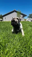 Jade, a female Pug for sale in Goshen, IN – Photo 7 of 10