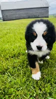 Roman, a male Bernese Mountain Dog for sale in Goshen, IN – 4 of 8