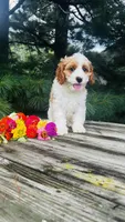 Mason, a male Cavalier King Charles Spaniel and Poodle - Miniature  for sale in Goshen, IN – 6 of 10