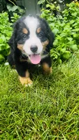 Rami, a male Bernese Mountain Dog for sale in Goshen, IN – 3 of 9