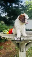 Milo, a male Cavalier King Charles Spaniel and Poodle - Miniature  for sale in Goshen, IN – 8 of 10