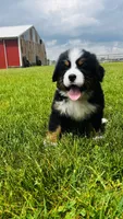 Montgomery, a male Bernese Mountain Dog for sale in Goshen, IN – 5 of 10