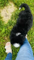 Callahan, a male Bernese Mountain Dog for sale in Goshen, IN – 10 of 10