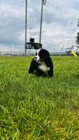 Montgomery, a male Bernese Mountain Dog for sale in Goshen, IN – 7 of 10