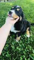 Charles, a male Bernese Mountain Dog for sale in Goshen, IN – 7 of 10