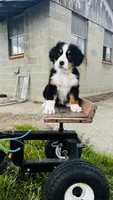 Eleanor, a female Bernese Mountain Dog for sale in Goshen, IN – 8 of 10