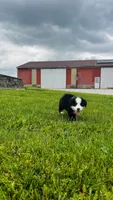 Bennett, a male Bernese Mountain Dog for sale in Goshen, IN – 7 of 10