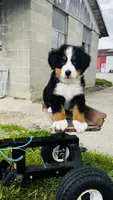 Harrison, a male Bernese Mountain Dog for sale in Goshen, IN – 8 of 10
