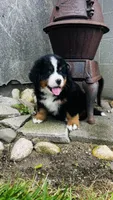 Baron, a male Bernese Mountain Dog for sale in Goshen, IN – 2 of 10