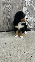 Vivienne, a female Bernese Mountain Dog for sale in Goshen, IN – 10 of 10