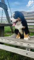 Heidi, a male Bernese Mountain Dog for sale in Goshen, IN – 10 of 10