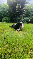 Summit, a male Bernese Mountain Dog for sale in Goshen, IN – 9 of 10