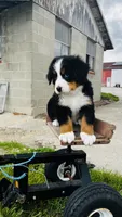 Harrison, a male Bernese Mountain Dog for sale in Goshen, IN – 4 of 10
