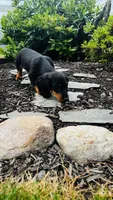 Zander, a male Miniature Dachshund for sale in Goshen, IN – 6 of 10