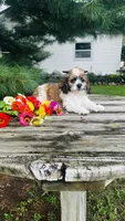 Maverick, a male Cavalier King Charles Spaniel and Poodle - Miniature  for sale in Goshen, IN – 8 of 10