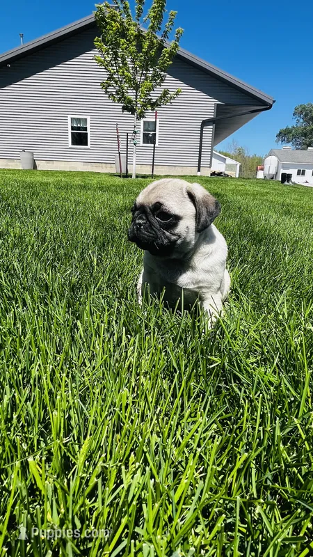 Teddy – Pug puppy for sale in Goshen, IN