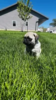 Teddy, a male Pug for sale in Goshen, IN – Photo 8 of 9