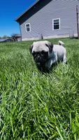 Teddy, a male Pug for sale in Goshen, IN – Photo 5 of 9