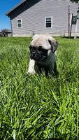 Teddy, a male Pug for sale in Goshen, IN – Photo 4 of 9