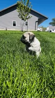 Teddy, a male Pug for sale in Goshen, IN – Photo 6 of 9