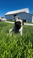 Teddy, a male Pug for sale in Goshen, IN – Photo 3 of 9