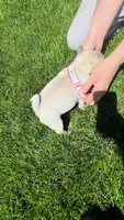 Teddy, a male Pug for sale in Goshen, IN – Photo 9 of 9